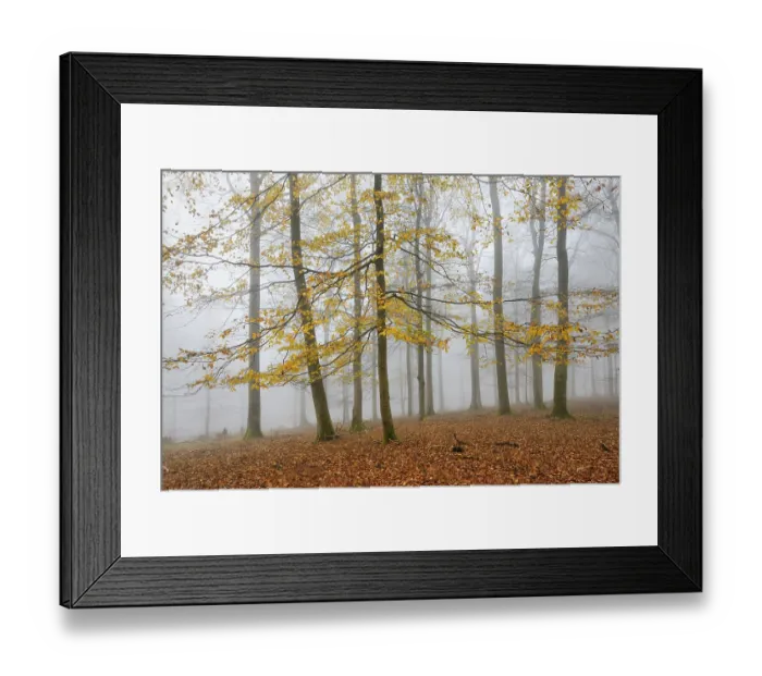 Framed Print : Beech forest, beech trees (fagus) with last yellow leaves in autumn