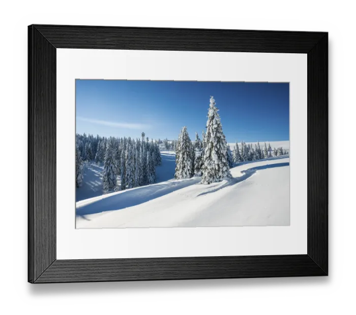 Framed Print : Snowy pine trees on Mount Seebuck Framed Print : Snowy pine trees on Mount Seebuck