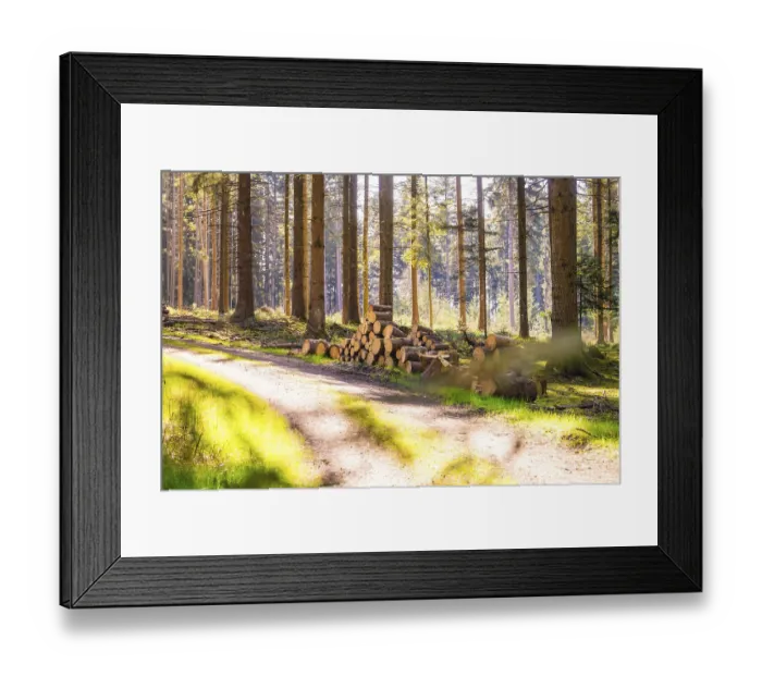 Framed Print : Stacked tree trunks along a sunny forest path Framed Print : Stacked tree trunks along a sunny forest path