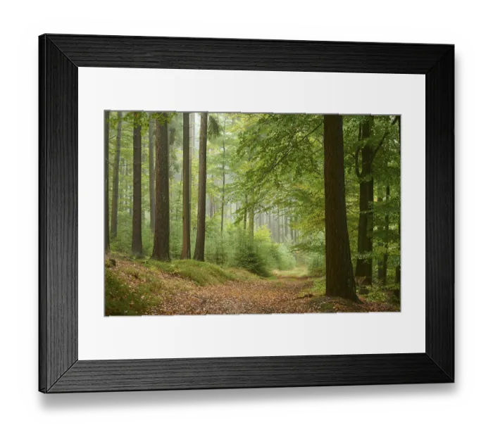 Framed Print : Path, Forest, Conifer, Deciduous tree Framed Print : Path, Forest, Conifer, Deciduous tree