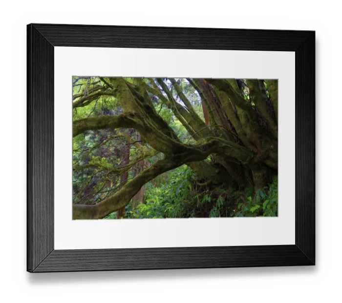 Framed Print : An old tree with thick, moss-covered branches Framed Print : An old tree with thick, moss-covered branches