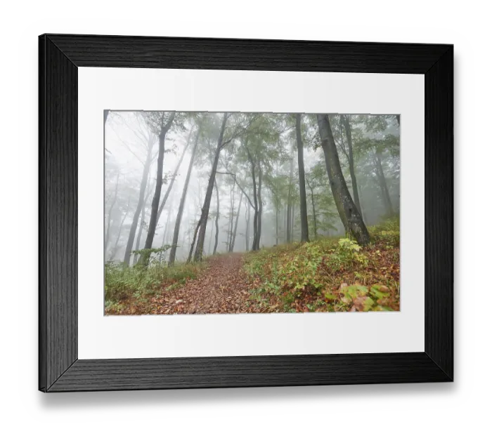 Framed Print : Landscape of a foggy forest with European beech (Fagus sylvatica) in autumn
