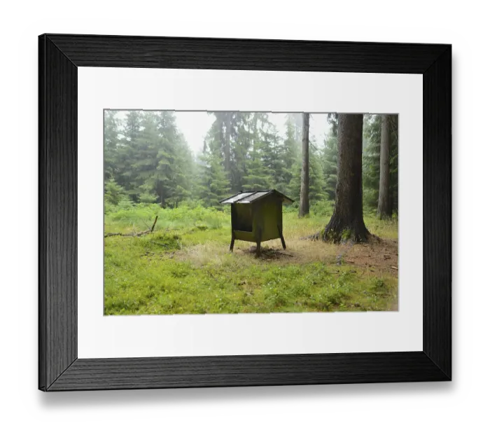 Framed Print : Small deer feeding house in a forest surrounded by tall trees and green undergrowth