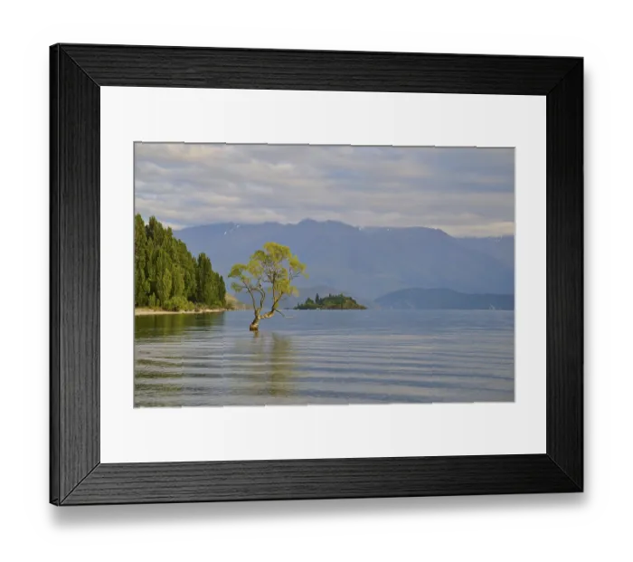 Framed Print : A tree stands in a lake in a tranquil setting with mountains