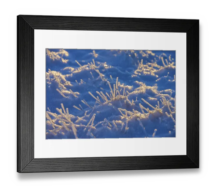 Framed Print : Icy blades of grass in the snow in blue morning light Framed Print : Icy blades of grass in the snow in blue morning light