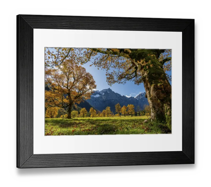 Framed Print : Autumnal Maple (Acer) in backlight with mountains in the background Framed Print : Autumnal Maple (Acer) in backlight with mountains in the background