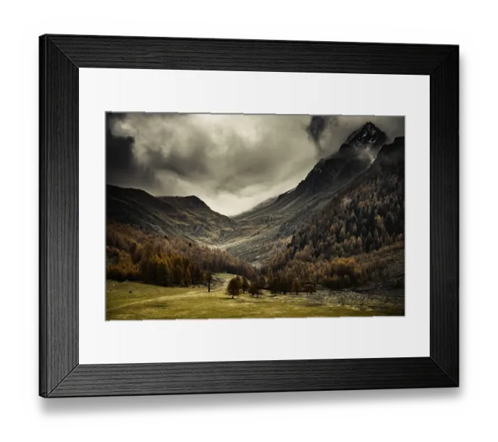 Framed Print : Autumn larch (Larix) forest in mountain landscape