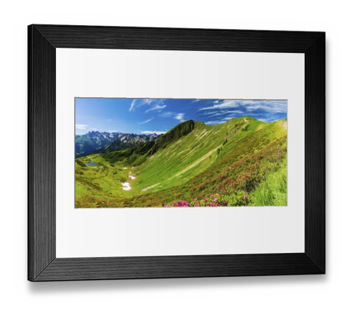 Framed Print : Alpine rose blossom (rhododendron) on the Fellhorn Framed Print : Alpine rose blossom (rhododendron) on the Fellhorn