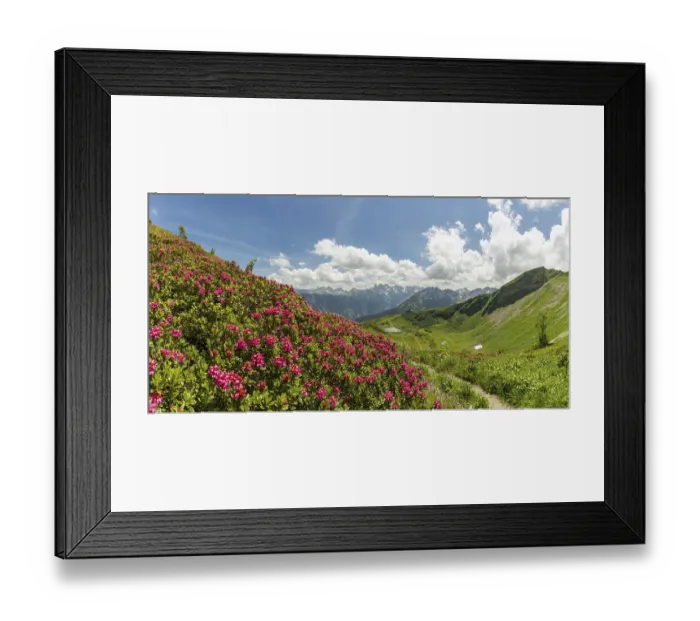 Framed Print : Alpine rose blossom