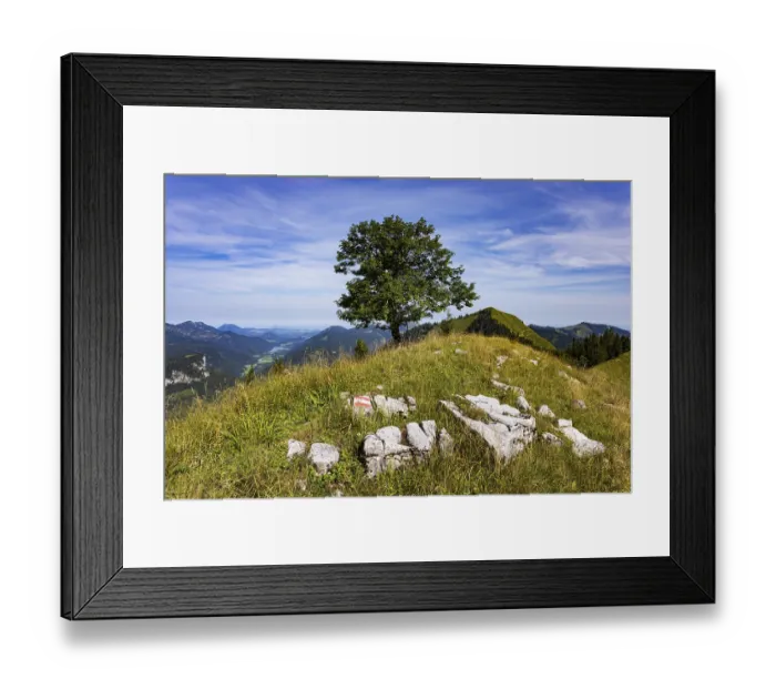 Framed Print : Sycamore maple on the hiking trail to the Koenigsberger Horn