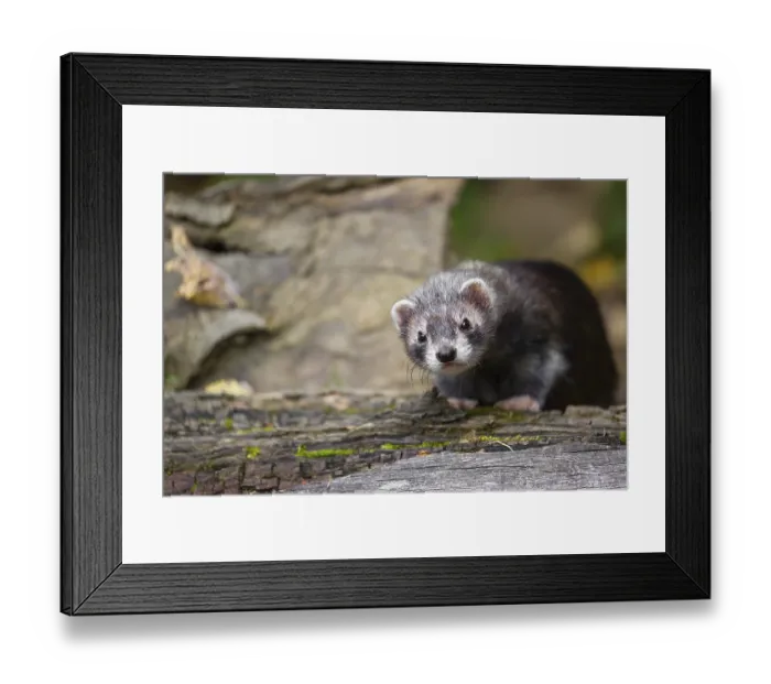 Framed Print : A young male ferret (Mustela putorius furo) sits at a dead branch of a tree Framed Print : A young male ferret (Mustela putorius furo) sits at a dead branch of a tree