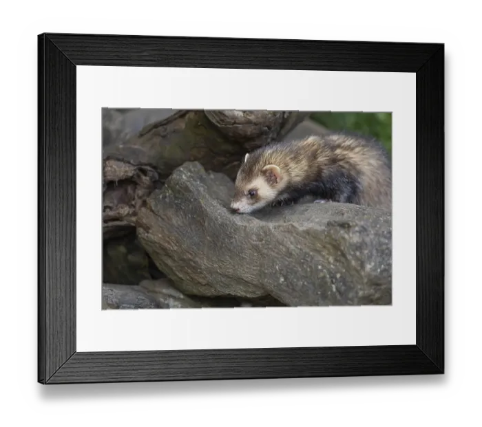 Framed Print : One male ferret (Mustela putorius furo) climbing over a little stone Framed Print : One male ferret (Mustela putorius furo) climbing over a little stone
