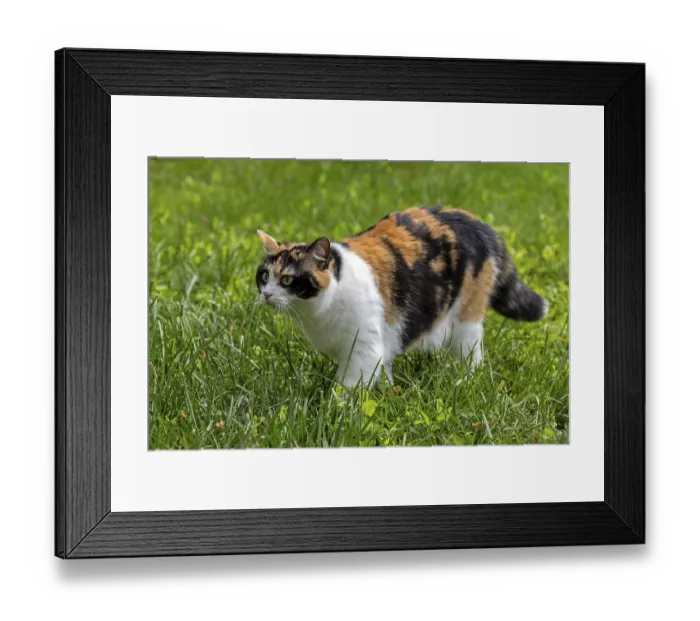 Framed Print : Cat, European shorthair, felidae (Felis catus)