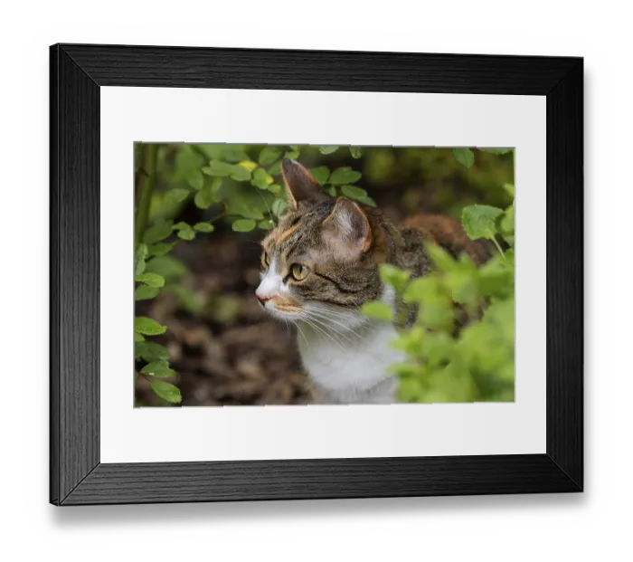 Framed Print : Cat, European Shorthair, domestic cat (Felis catus)