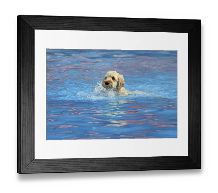 Framed Print : Dog in the water, swimming pool Framed Print : Dog in the water, swimming pool
