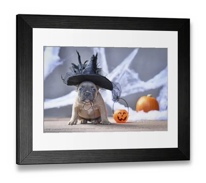 Framed Print : Cute French Bulldog dog puppy dressed up with large Halloween witch hat in front of seasonal background with spider Framed Print : Cute French Bulldog dog puppy dressed up with large Halloween witch hat in front of seasonal background with spider