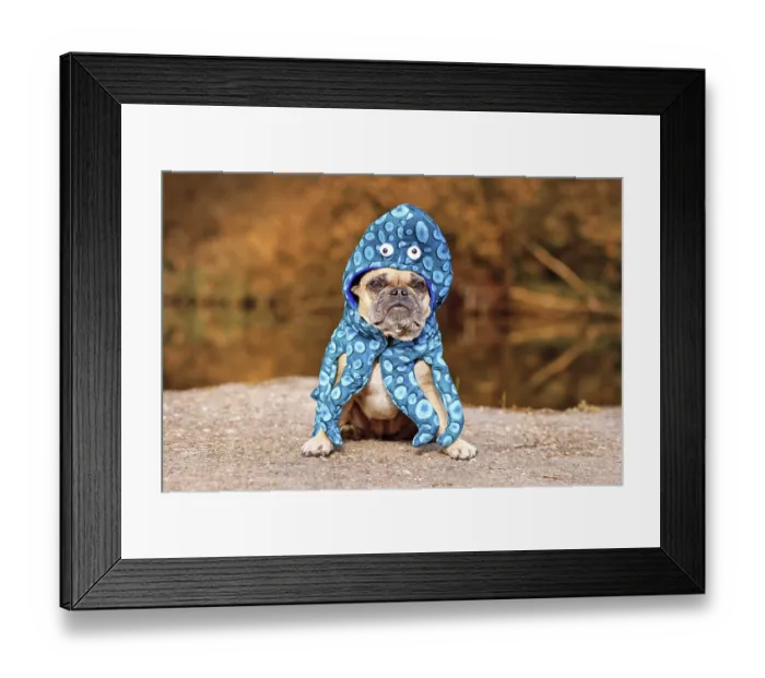 Framed Print : Funny Halloween dog costume. Cute French Bulldog wearing squid costume suit with eyes and tentacle arms