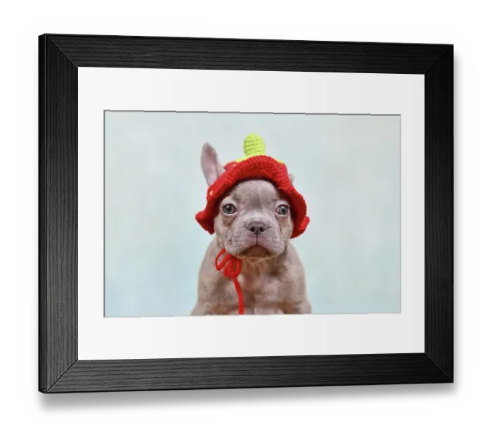 Framed Print : Cute young Lilac Brindle French Bulldog dog puppy with knitted strawberry hat Framed Print : Cute young Lilac Brindle French Bulldog dog puppy with knitted strawberry hat