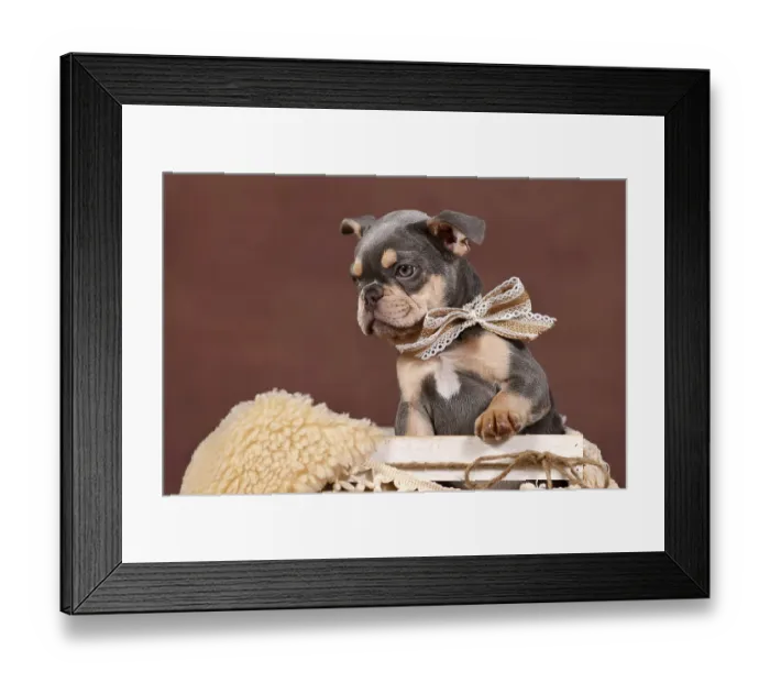 Framed Print : Lilac tan French Bulldog dog puppy in white box in front of brown background