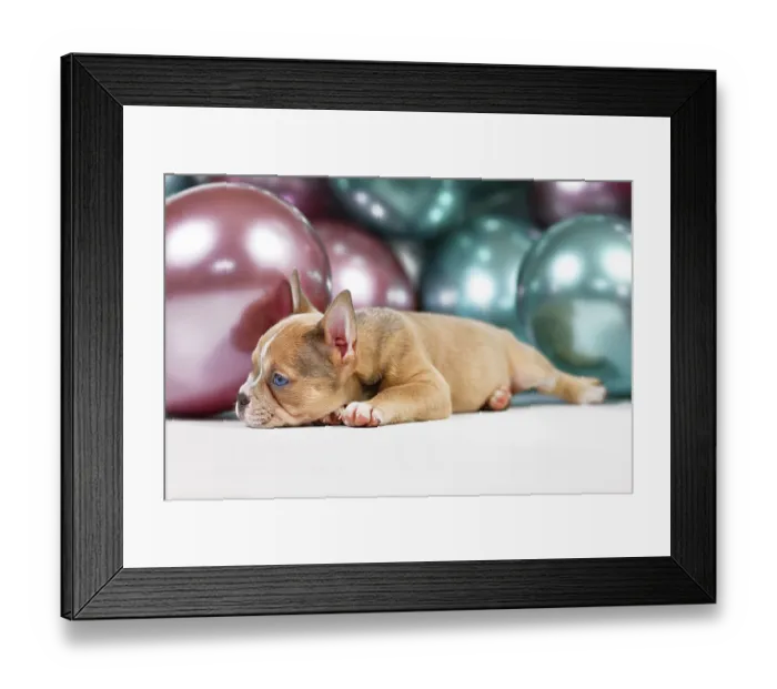 Framed Print : Healthy French Bulldog dog puppy with long nose lying fown in fornt of colorful balloon