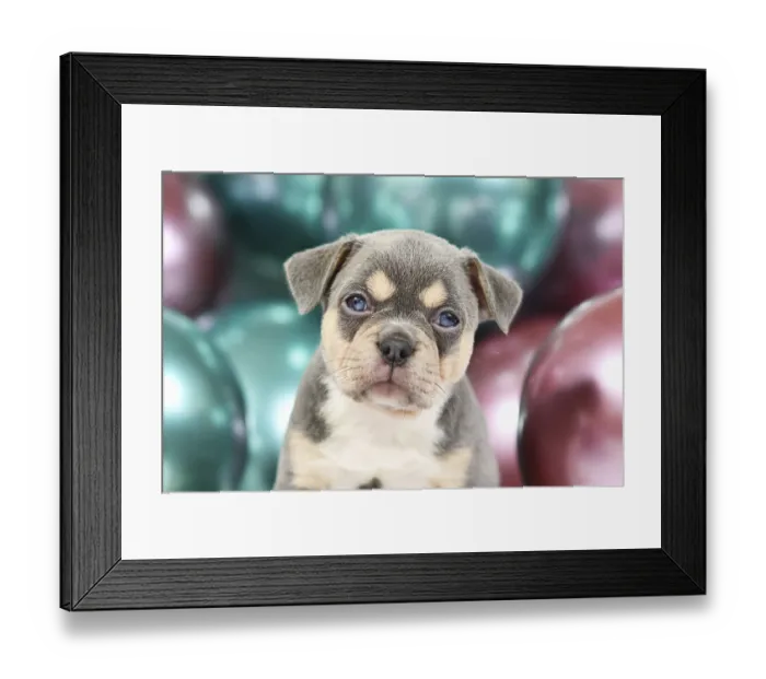 Framed Print : Young French Bulldog dog puppy with hanging ears Framed Print : Young French Bulldog dog puppy with hanging ears