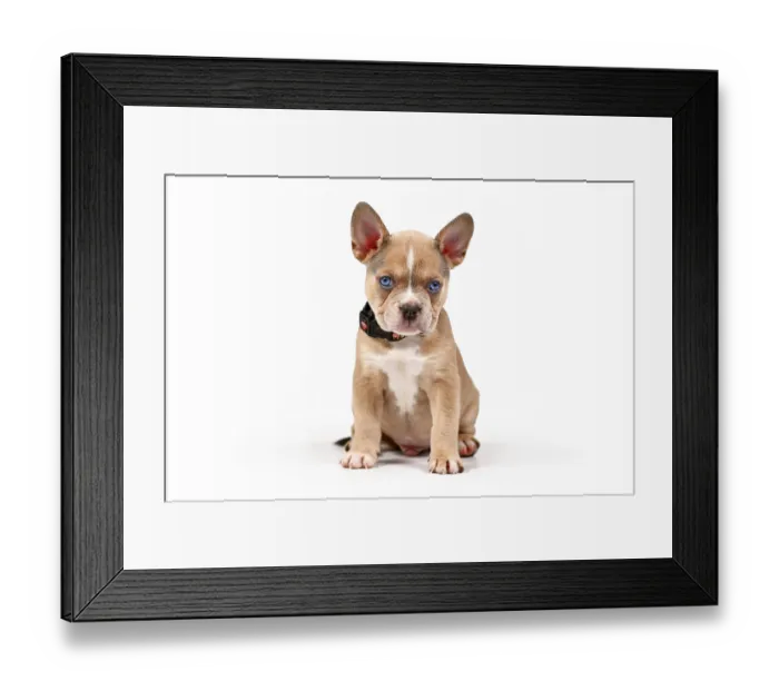 Framed Print : Young blue red fawn French Bulldog dog puppy sitting in front of white studio background