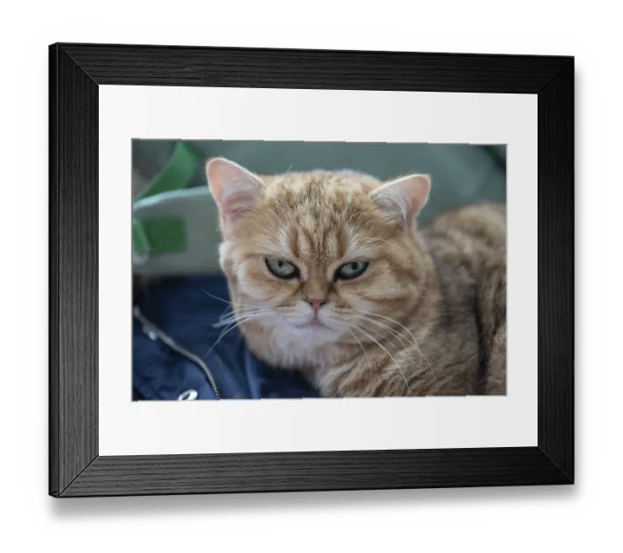 Framed Print : Portrait of a felidae (Felis catus) Framed Print : Portrait of a felidae (Felis catus)