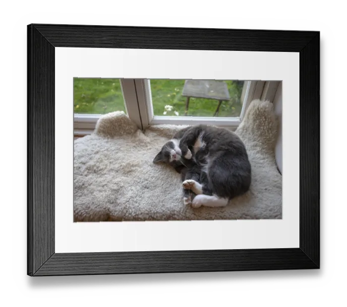 Framed Print : Sleeping, dreaming cat lying on a sheepskin on the windowsill Framed Print : Sleeping, dreaming cat lying on a sheepskin on the windowsill