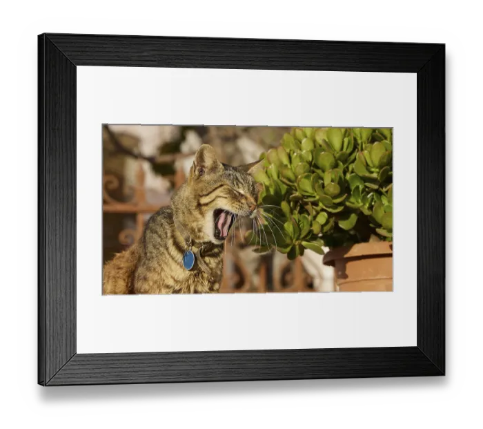 Framed Print : Tabby cat with blue collar yawning next to a terracotta pot Framed Print : Tabby cat with blue collar yawning next to a terracotta pot