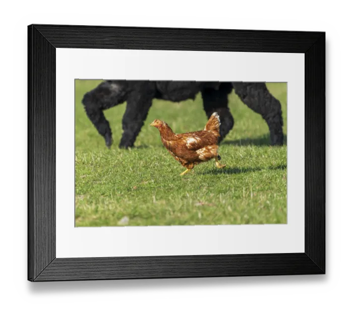 Framed Print : A chicken runs in a meadow, in the background a big dog Framed Print : A chicken runs in a meadow, in the background a big dog