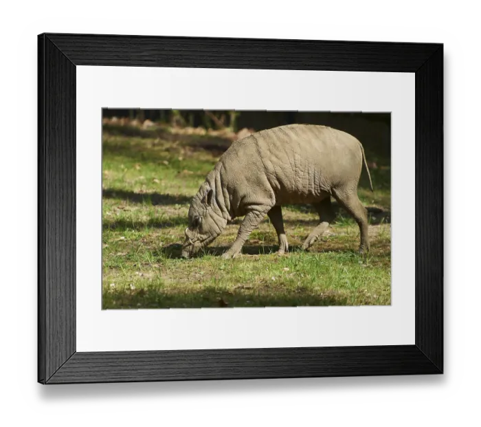 Framed Print : Deer-pigs (Ibabi rusa) walking on the ground