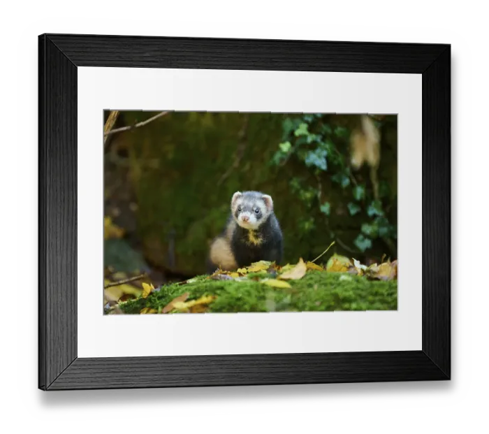 Framed Print : Ferret (Mustela putorius furo) standing on rock