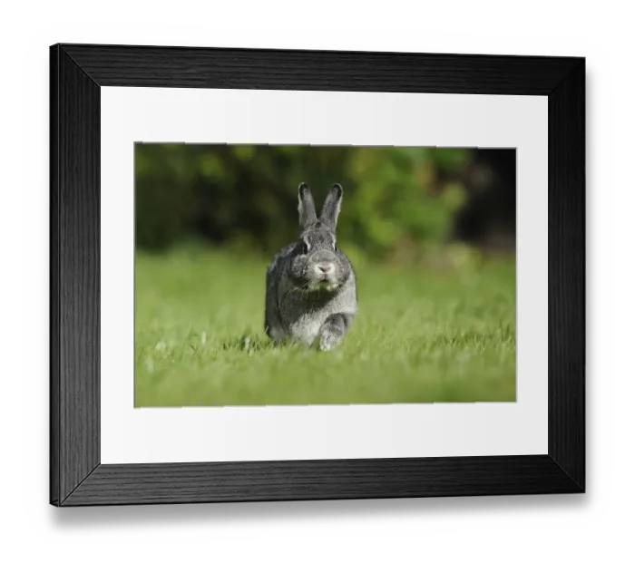 Framed Print : Grey hare in a meadow photographed from the front