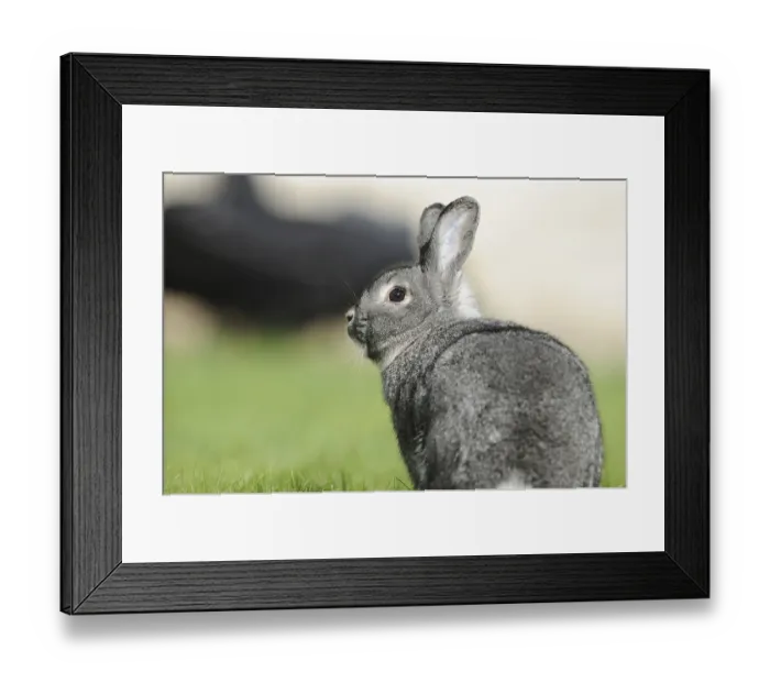 Framed Print : Grey hare photographed from the side on a green meadow