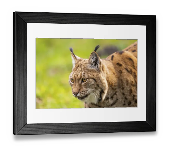 Framed Print : Eurasian lynx (Lynx lynx), in a forest