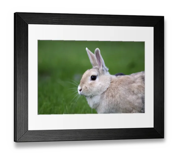 Framed Print : Rabbit (Oryctolagus cuniculus)