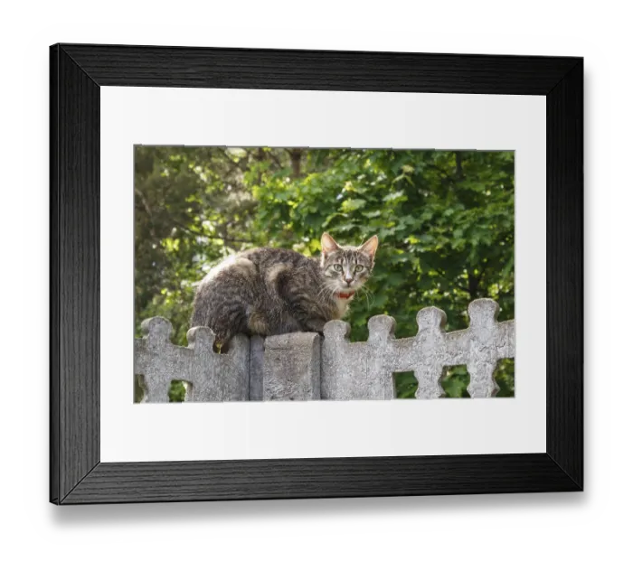 Framed Print : Gray spotted cat with yellow eyes sitting on a concrete fence against a background of green leaves