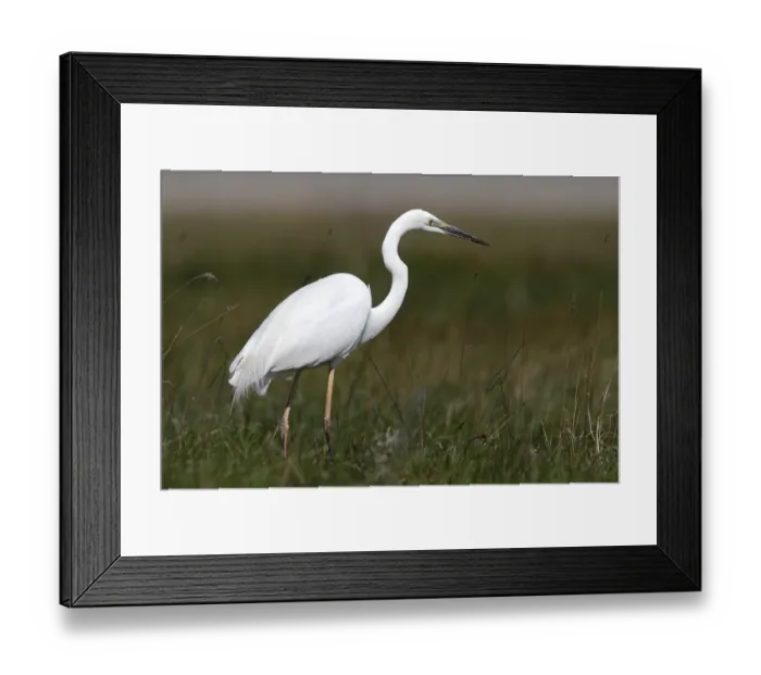 Framed Print : Great White Egret or Great White Heron (Ardea alba Casmerodius albus) standing alert in a meadow Framed Print : Great White Egret or Great White Heron (Ardea alba Casmerodius albus) standing alert in a meadow