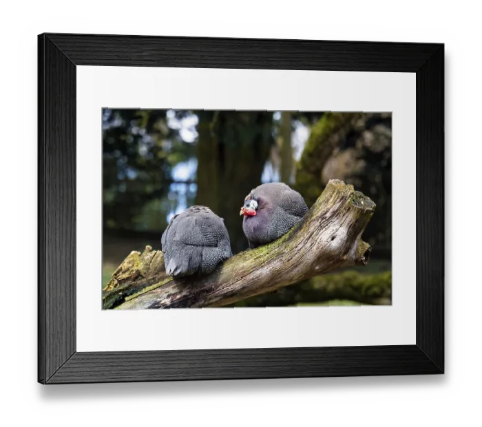 Framed Print : Two helmeted guineafowls (Numida meleagris) sitting together on a tree trunk Framed Print : Two helmeted guineafowls (Numida meleagris) sitting together on a tree trunk
