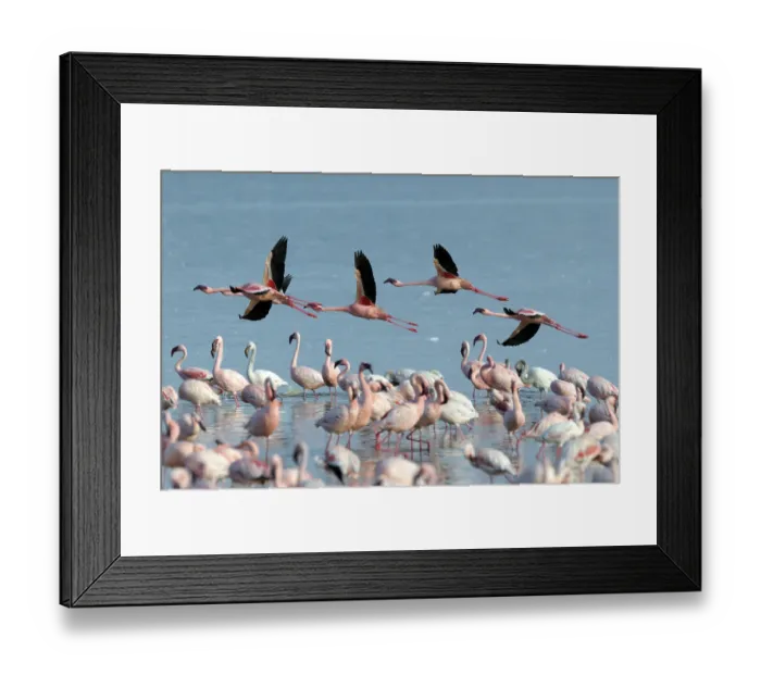 Framed Print : Group of Lesser Flamingos (Phoeniconaias minor) flying Framed Print : Group of Lesser Flamingos (Phoeniconaias minor) flying