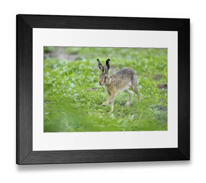 Framed Print : Hare (Lepus europaeus), Texel, Wadden Islands