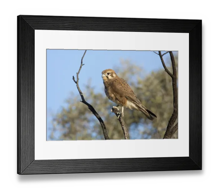 Framed Print : Brown Falcon (Falco berigora) perched on a branch