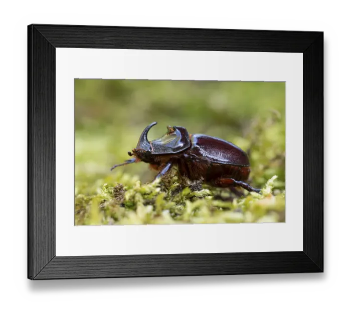 Framed Print : Rhinoceros beetle (Oryctes nasicornis)