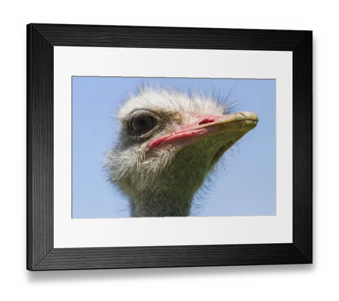 Framed Print : Common ostrich (Struthio camelus) on ostrich farm
