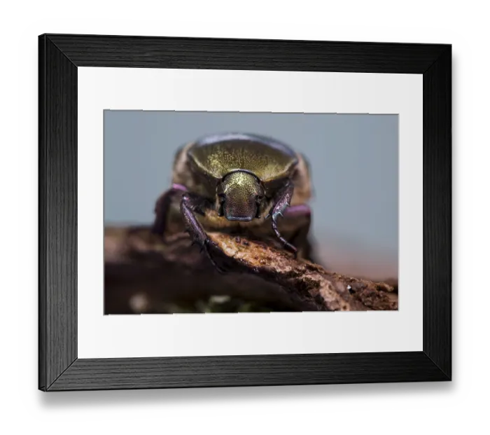 Framed Print : Rose Chafer (Cetonia aurata)