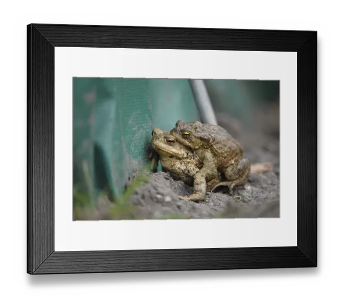 Framed Print : Common Toads (Bufo bufo), pair at a protective fence Framed Print : Common Toads (Bufo bufo), pair at a protective fence