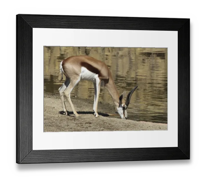 Framed Print : Springbok (Antidorcas marsupialis) drinking on the bank Framed Print : Springbok (Antidorcas marsupialis) drinking on the bank