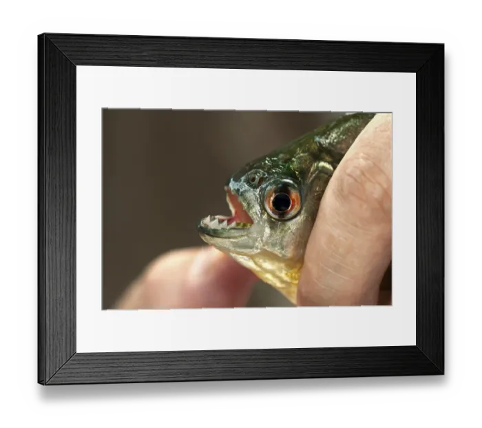 Framed Print : Fingers holding a young Piranha (Pygocentrus sp)