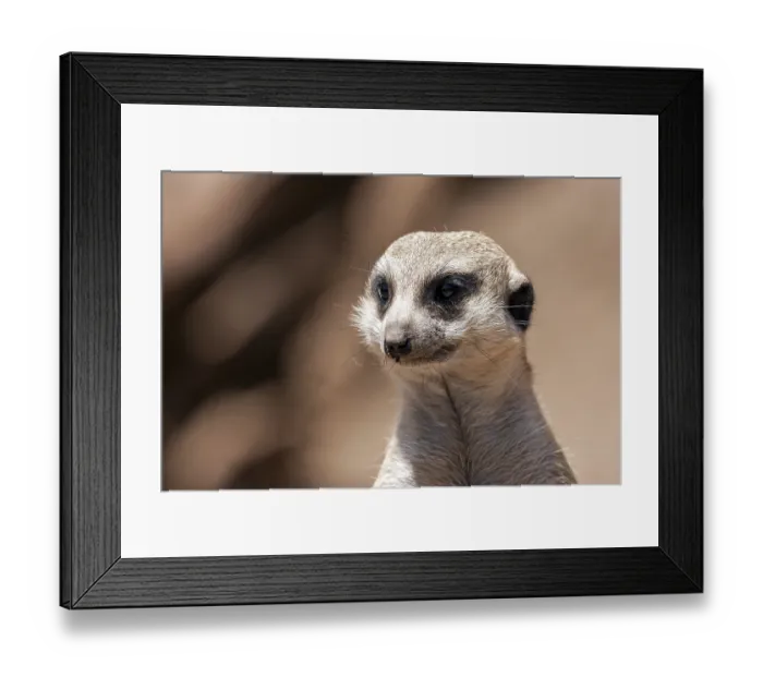 Framed Print : Meerkat (Suricata suricatta) portrait