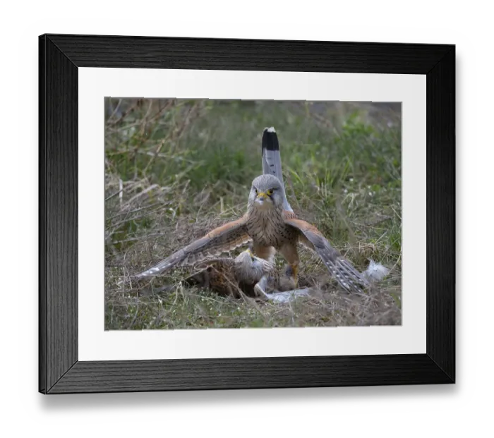 Framed Print : Two common kestrels (Falco tinnunculus) fighting on the ground
